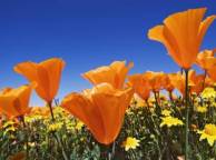 Девушка Лето цветы, яркие, оранжевые, маки, поле, небо обои рабочий стол