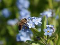 Девушка Лето цветы, пчела обои рабочий стол