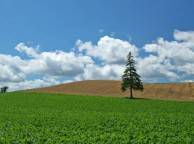 Девушка Лето поле, дерево, небо, облака обои рабочий стол