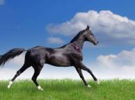 Девушка Лето конь, бег, облака, поле, трава обои рабочий стол