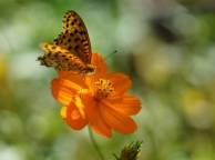 Девушка Лето бабочка, цветок, оранжевый обои рабочий стол