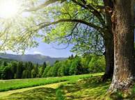 Девушка Лето деревья, зелень, солнце, небо, лес обои рабочий стол