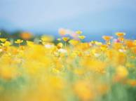 Девушка Лето цветы, желтые, поляна, солнце обои рабочий стол