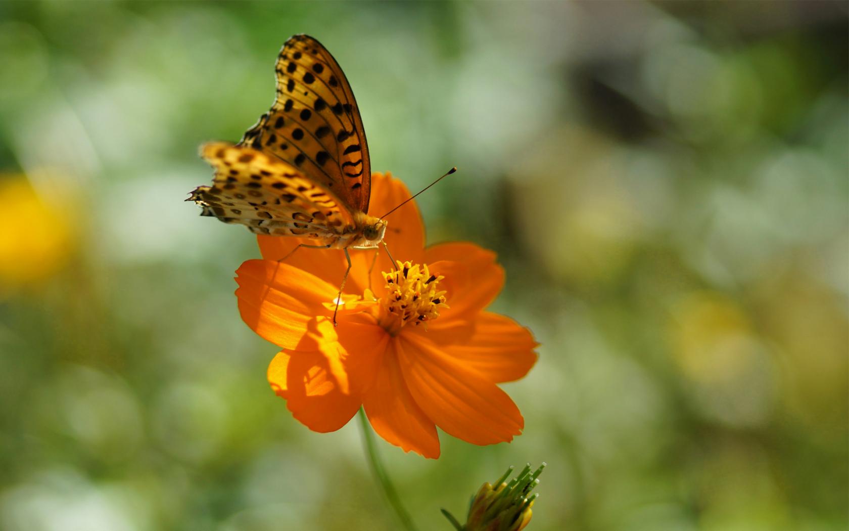 Природа, пейзаж Лето бабочка, цветок, оранжевый красивые обои рабочий стол