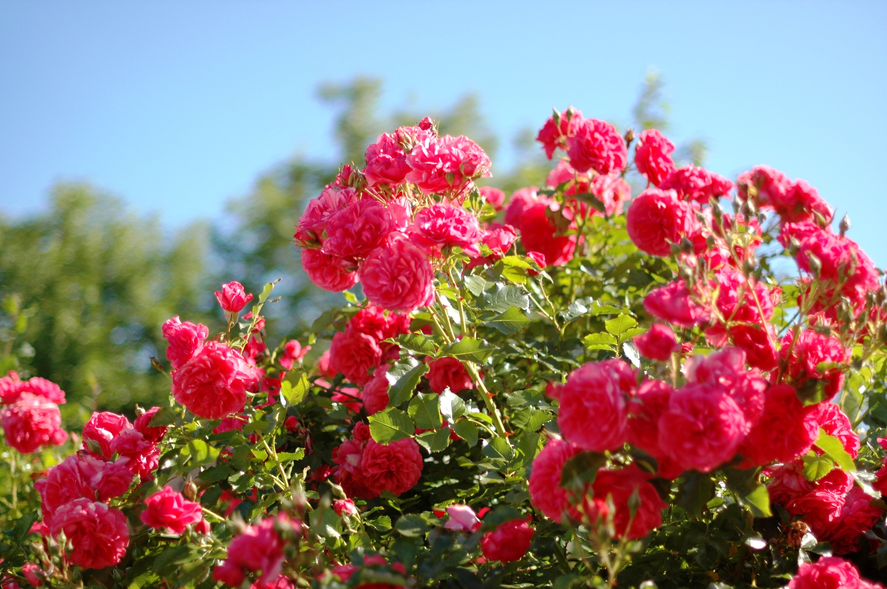 Природа, пейзаж Лето розы, алые, розовые, куст, красота красивые обои рабочий стол