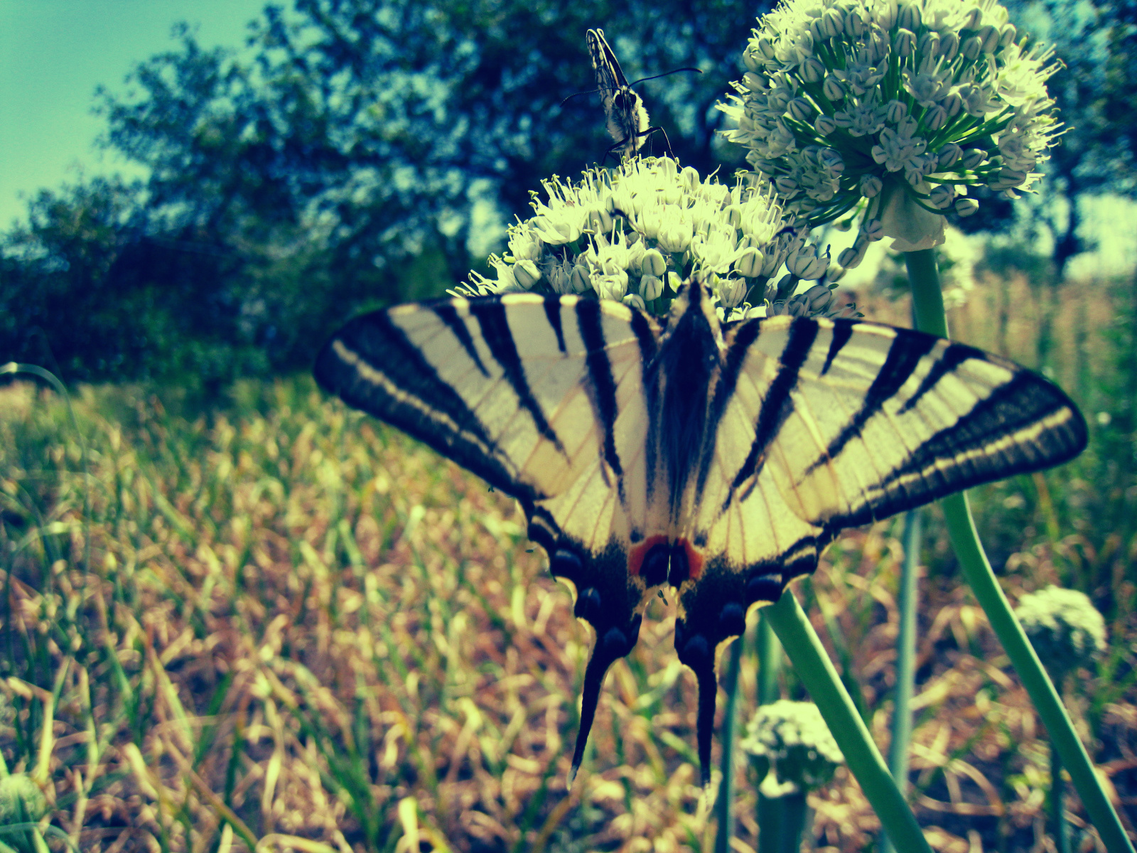 Природа, пейзаж Лето бабочки, цветы красивые обои рабочий стол