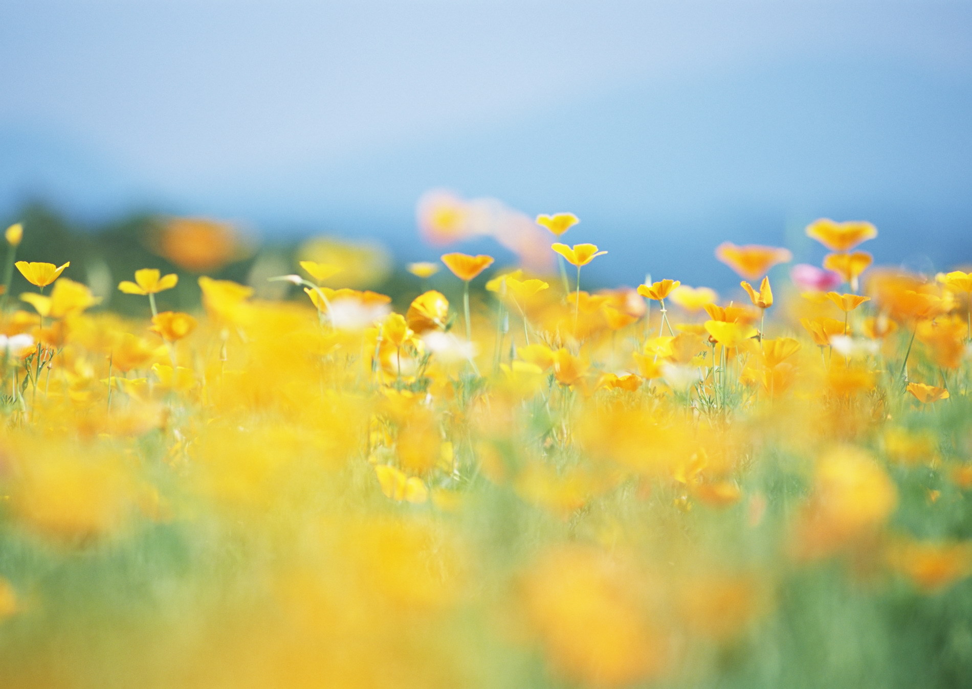 Природа, пейзаж Лето цветы, желтые, поляна, солнце красивые обои рабочий стол