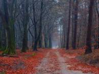 Девушка Осень дорога, лес, деревья, мох, листья обои рабочий стол