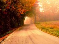 Девушка Осень дорога, деревья, туман, утро обои рабочий стол