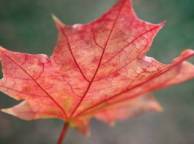 Девушка Осень лист, красный обои рабочий стол