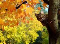 Девушка Осень кот,  дерево, клен, листья обои рабочий стол