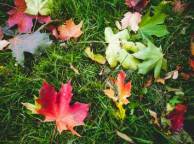 Девушка Осень трава, зелень, листья, макро обои рабочий стол