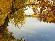 Девушка Осень озеро, дерево, желтое обои рабочий стол