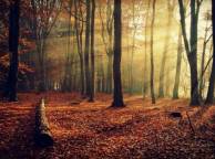 Девушка Осень деревья, лес, листва, природа обои рабочий стол