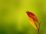 Девушка Осень зелень, листья обои рабочий стол