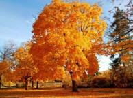 Девушка Осень дерево, золото обои рабочий стол