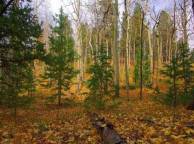 Девушка Осень лес, деревья, ствол, листья обои рабочий стол