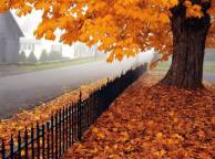 Девушка Осень дерево, клен, листья, дорога обои рабочий стол