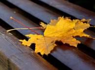 Девушка Осень листья, лавочка обои рабочий стол