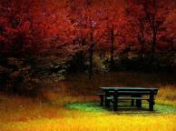 Девушка Осень лавочка, трава, деревья, цвет обои рабочий стол