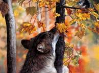 Девушка Осень волк,  лес обои рабочий стол