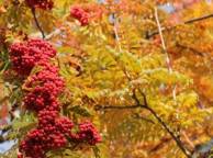 Девушка Осень рябина, красная, листья, желтые обои рабочий стол