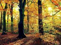 Девушка Осень солнце, деревья, листва, лес обои рабочий стол