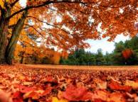 Девушка Осень деревья, листья обои рабочий стол
