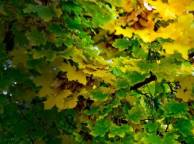Девушка Осень листья, ветки обои рабочий стол