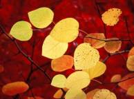 Девушка Осень красный, листья обои рабочий стол