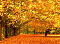 Девушка Осень листопад, листва, деревья, листья, парк, лес обои рабочий стол