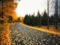 Девушка Осень дорога, листья обои рабочий стол