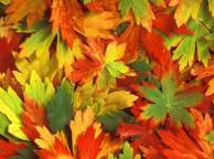 Девушка Осень калейдоскоп, листья обои рабочий стол