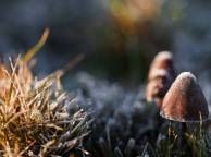 Девушка Осень грибы обои рабочий стол