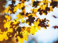 Девушка Осень листья, дерево, ветки, макро, размытость обои рабочий стол