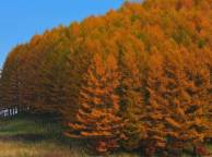 Девушка Осень лес, деревья, япония обои рабочий стол