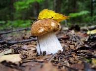 Девушка Осень гриб, белый гриб, лето, лес, пейзаж, лист обои рабочий стол