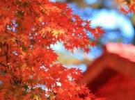 Девушка Осень дерево, крона, листья, красные, клен обои рабочий стол