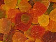 Девушка Осень листья, капли обои рабочий стол