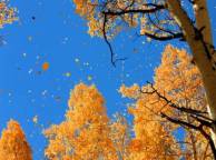 Девушка Осень небо, листва обои рабочий стол