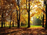 Девушка Осень лес, парк, деревья,  листва, трава обои рабочий стол