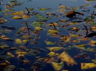 Девушка Осень листья, вода, озеро, гладь, утонули обои рабочий стол