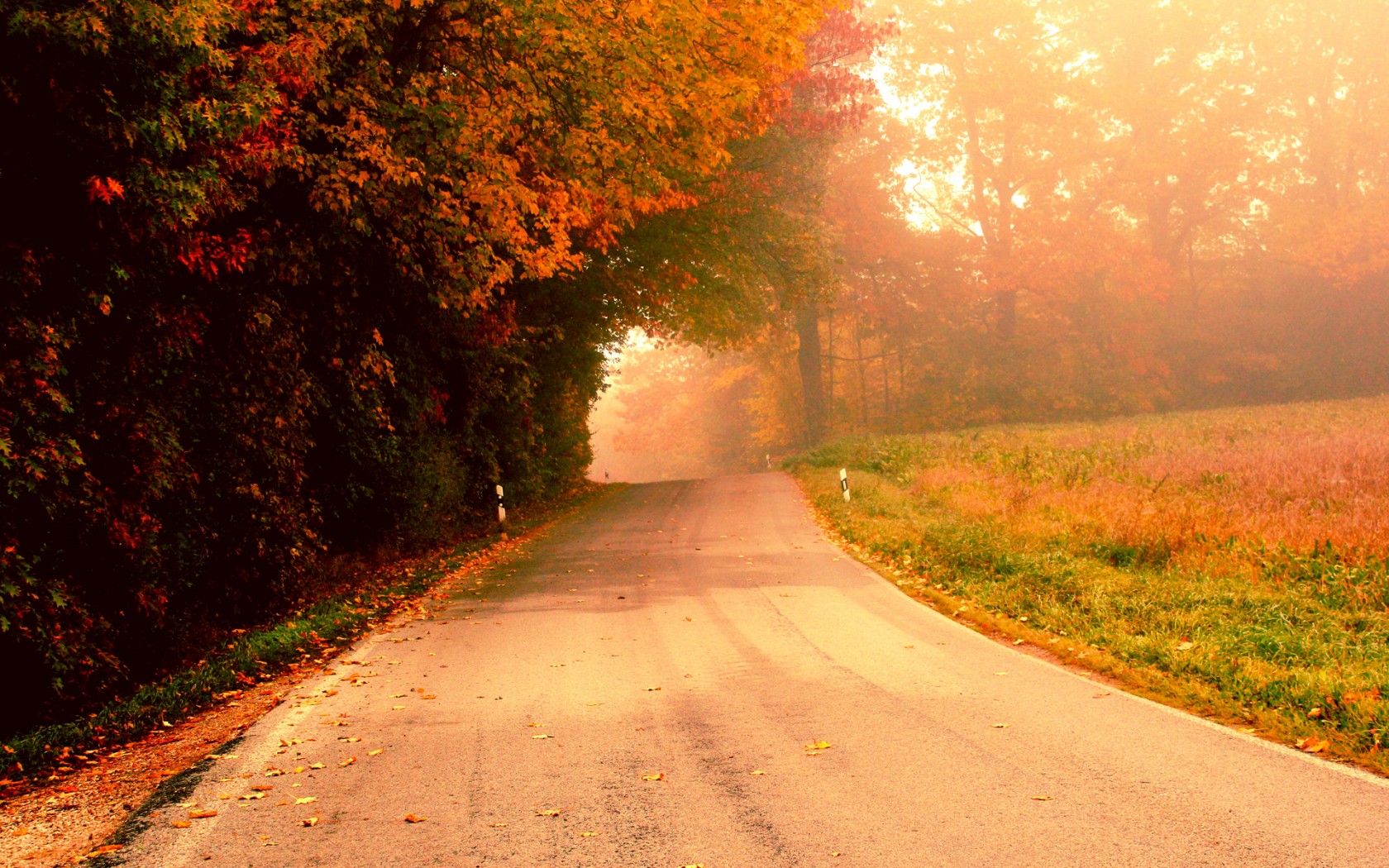 Природа, пейзаж Осень дорога, деревья, туман, утро красивые обои рабочий стол