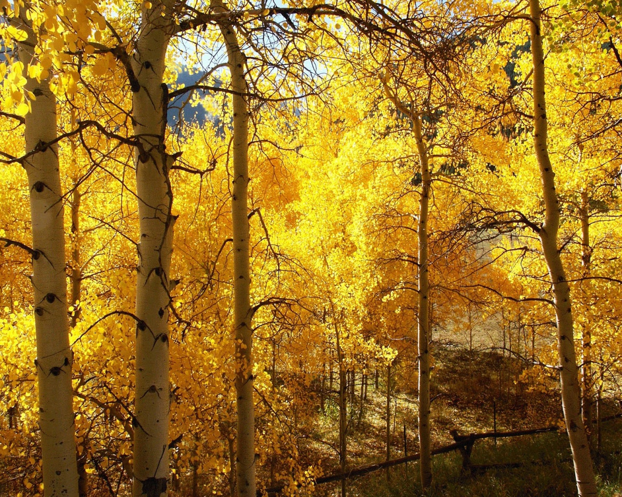 Природа, пейзаж Осень autumn, wallpaper 122 красивые обои рабочий стол