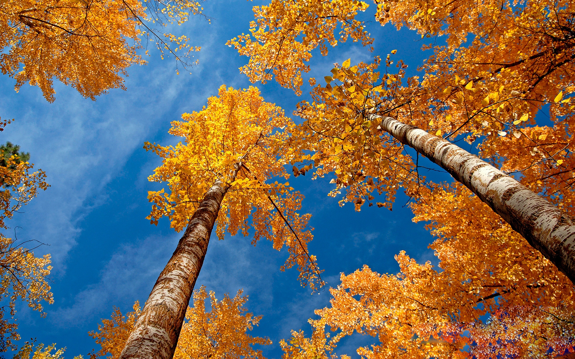 Природа, пейзаж Осень березы, желтые листья красивые обои рабочий стол