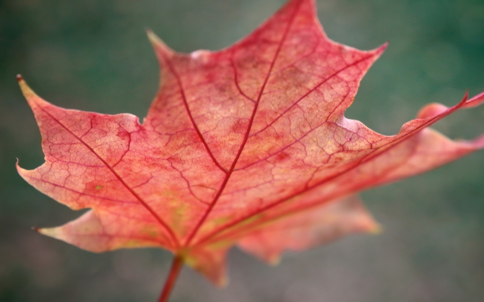 Природа, пейзаж Осень лист, красный красивые обои рабочий стол