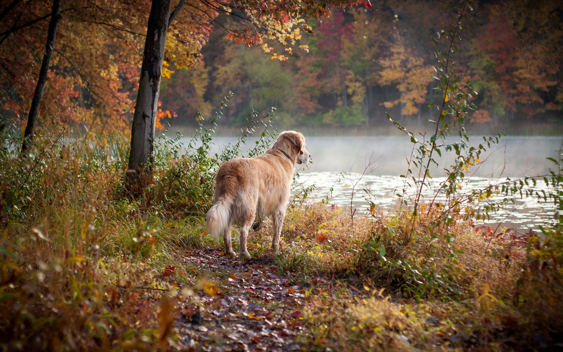 Природа, пейзаж Осень собака, друг красивые обои рабочий стол