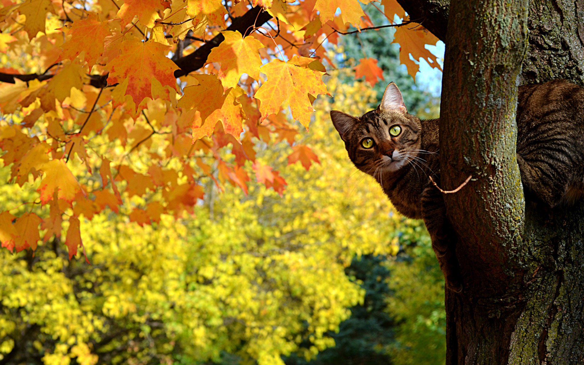 Природа, пейзаж Осень кот,  дерево, клен, листья красивые обои рабочий стол