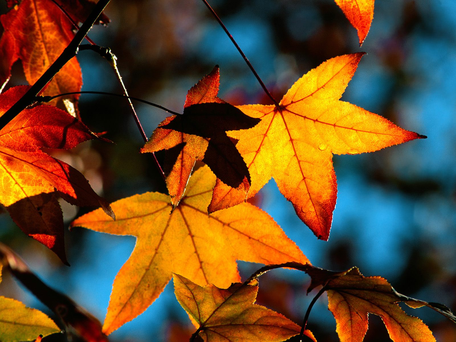 Природа, пейзаж Осень листья, клен, желтый красивые обои рабочий стол