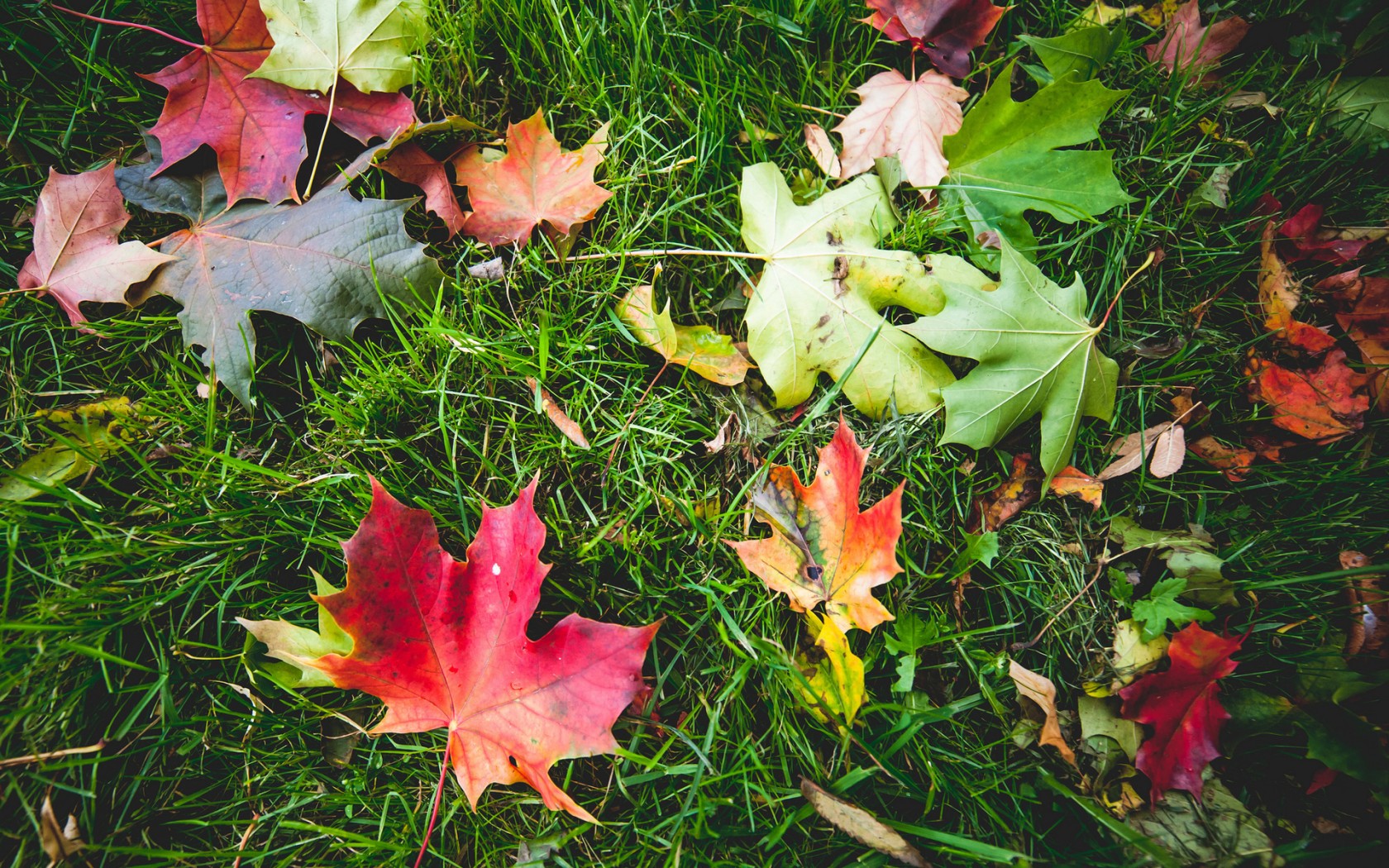 Природа, пейзаж Осень трава, зелень, листья, макро красивые обои рабочий стол